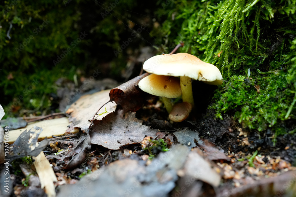 Cluster of Gilled Mushrooms in Autumn Forest
