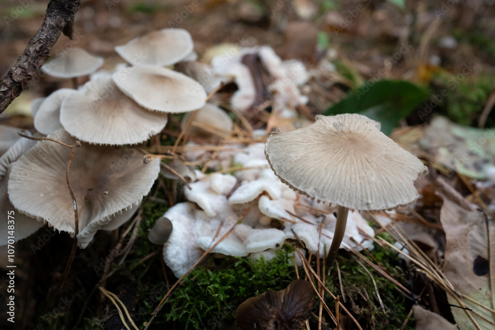 Cluster of Gilled Mushrooms in Autumn Forest Cluster of Gilled Mushrooms in Autumn Forest