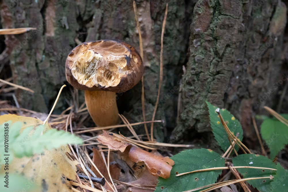 Fototapeta premium Shaggy Ink Cap Mushroom Growing on Forest Floor in Autumn
