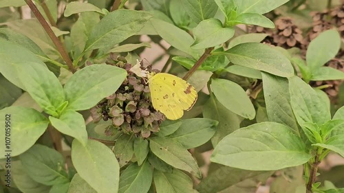 Eurema alitha on sweet basil plant | Scalloped Grass Yellow butterfly  photo