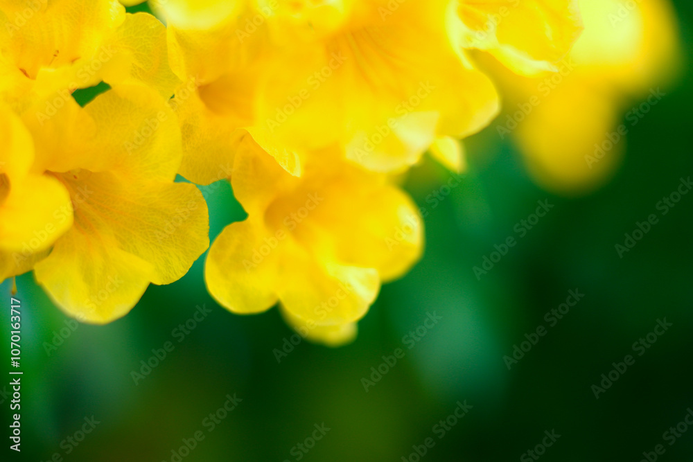 Yellow trumpetbush Yellow trumpetbush