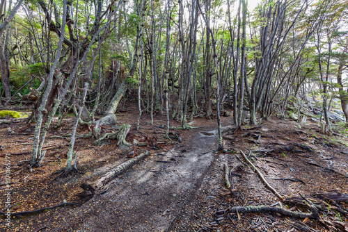 Nice Forest in Tierra del Fuego National Park.