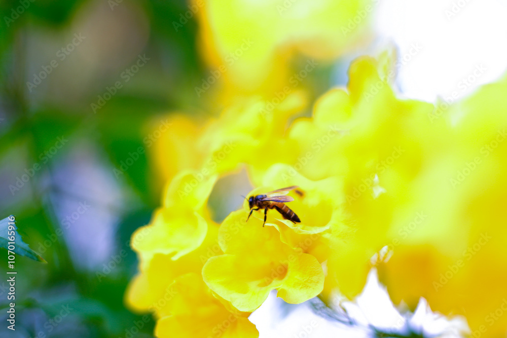 Bee and Yellow trumpetbush Bee and Yellow trumpetbush