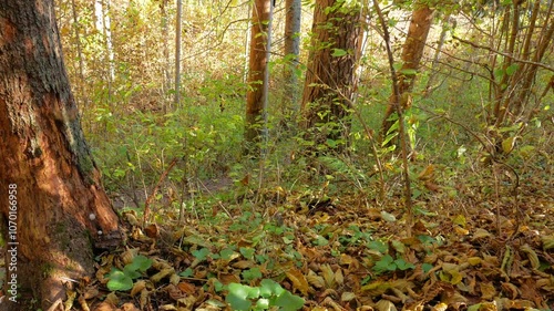 Yellow leaves fall in the autumn forest on a sunny day