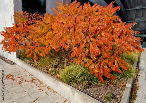 deeply cut, bright grass green with pinkish-purple new twigs and stalks. In the autumn they turn to orange-gold. Due to its unique shape and form it is ideal as a palm tree substitute photo