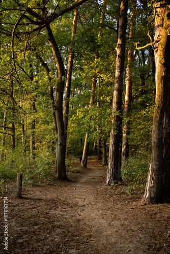 Tranquil Forest Pathway in Late Summer