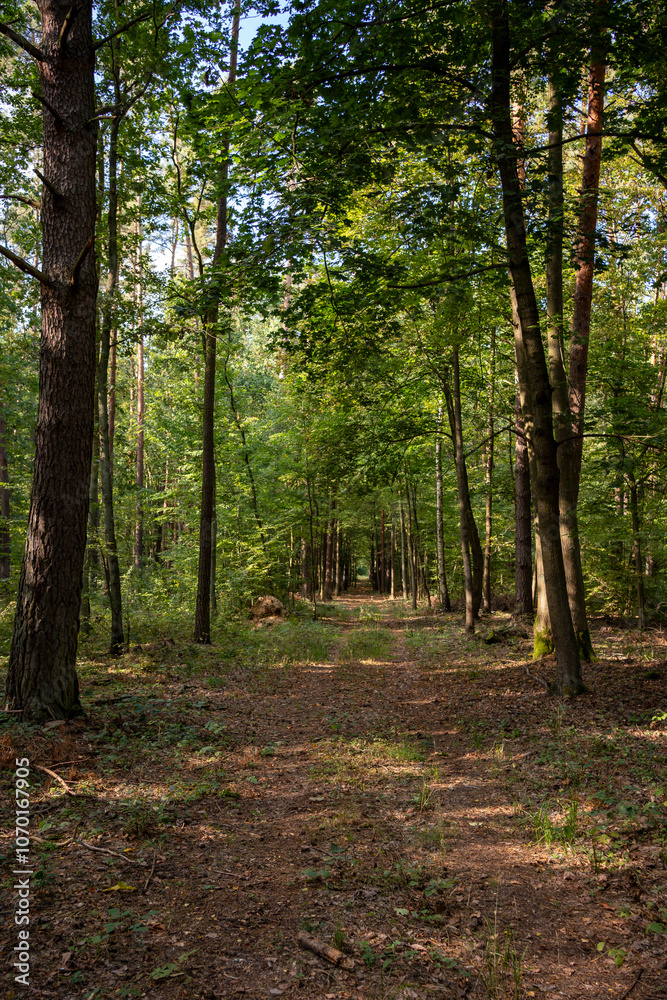 Fototapeta premium Tranquil Forest Pathway in Late Summer