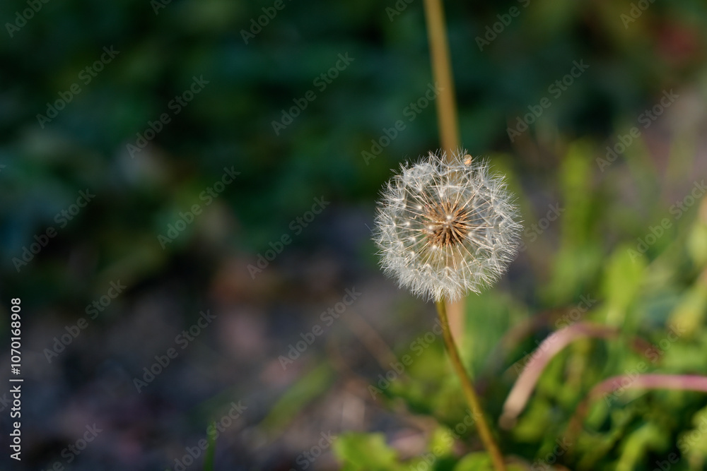 Dandelion Seed Head Close-Up in Springtime Field Dandelion Seed Head Close-Up in Springtime Field