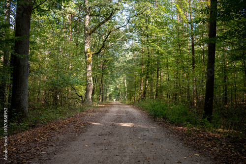 Tranquil Forest Pathway in Late Summer