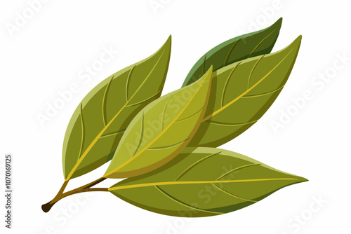 Dried bay leaves isolated on a white background