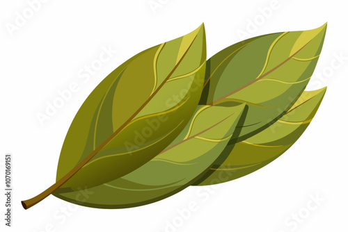 Dried bay leaves isolated on a white background