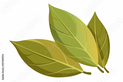 Dried bay leaves isolated on a white background