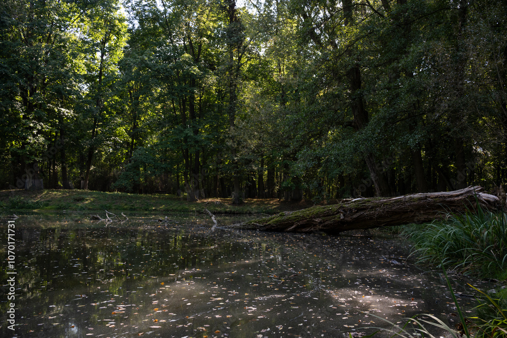 Pond Surrounded by Dense Green Trees in Park Pond Surrounded by Dense Green Trees in Park