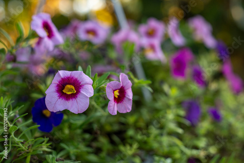 Colorful Petunias in Bloom on a Sunny Day