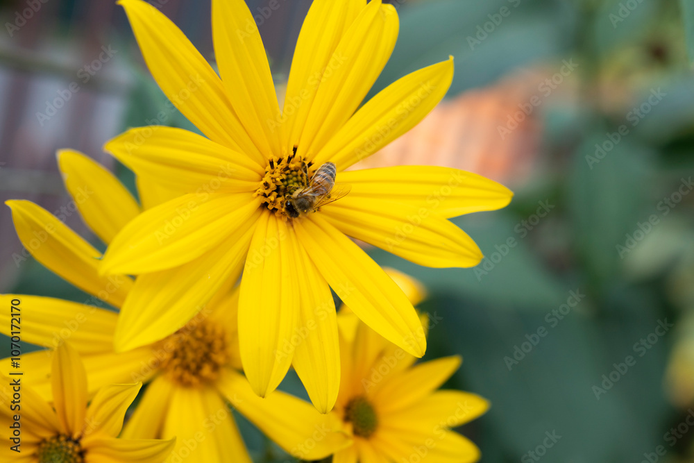 Yellow Jerusalem Artichoke Flower with Bee on Petals Yellow Jerusalem Artichoke Flower with Bee on Petals