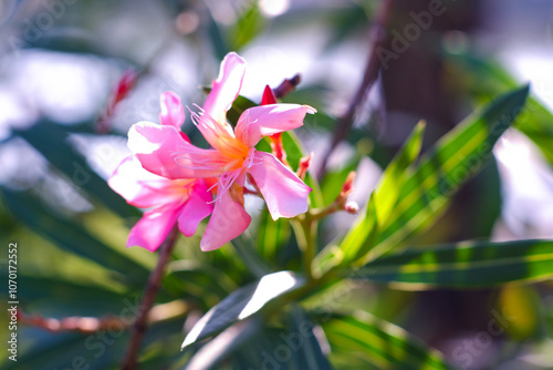 Flower nature fomantic photo