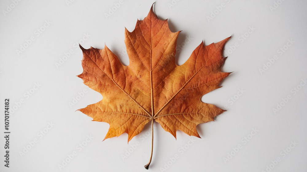 Single Orange Autumn Maple Leaf on White Background Fall Foliage Nature Season Single Orange Autumn Maple Leaf on White Background Fall Foliage Nature Season
