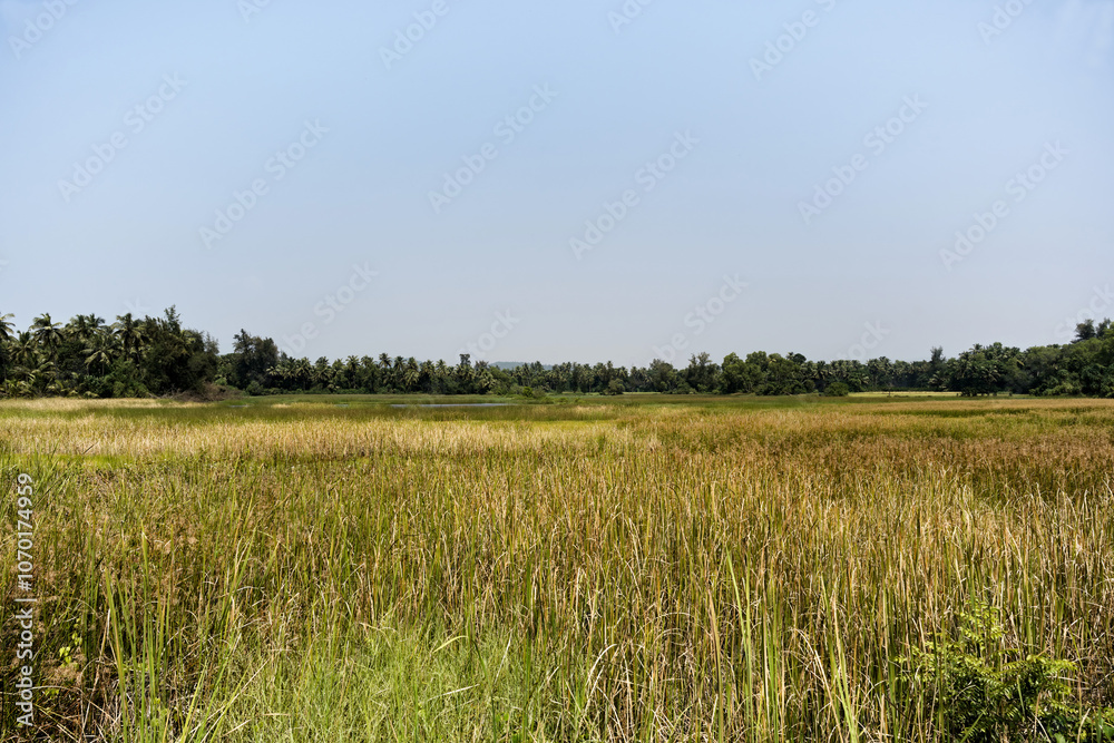 Green landscape of rice fields in Gokarna