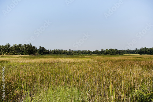 Obraz na płótnie Green landscape of rice fields in Gokarna w salonie
