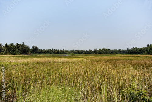 Obraz na płótnie Green landscape of rice fields in Gokarna w salonie
