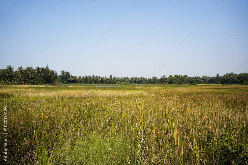 Green landscape of rice fields in Gokarna