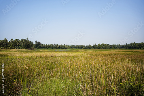 Obraz na płótnie Green landscape of rice fields in Gokarna w salonie