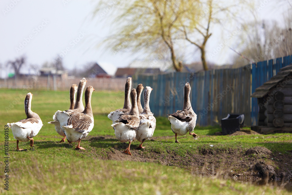 A flock of domestic geese graze on a farmer's meadow.The scene was filmed from afar. A flock of domestic geese graze on a farmer's meadow.The scene was filmed from afar.