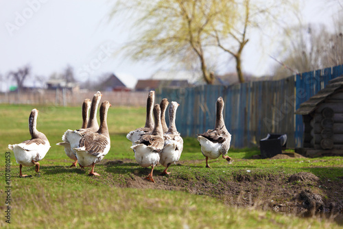 A flock of domestic geese graze on a farmer's meadow.The scene was filmed from afar. photo