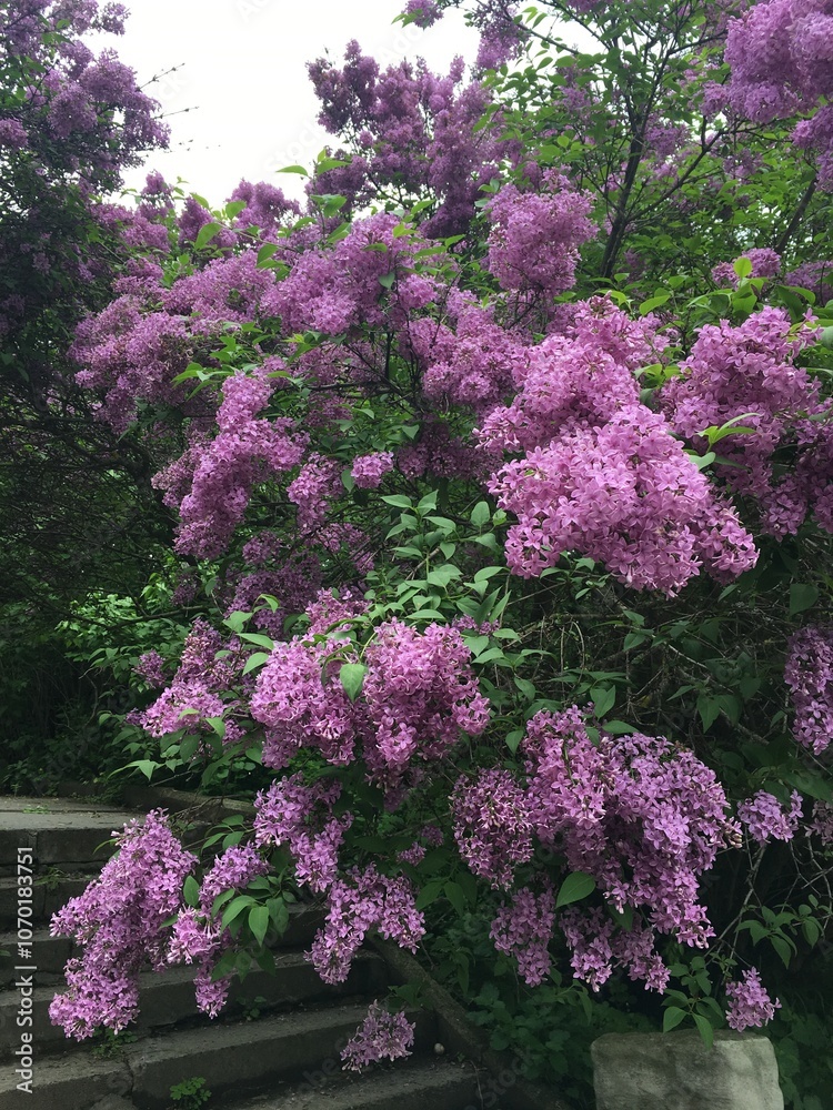 Obraz premium Flower tree