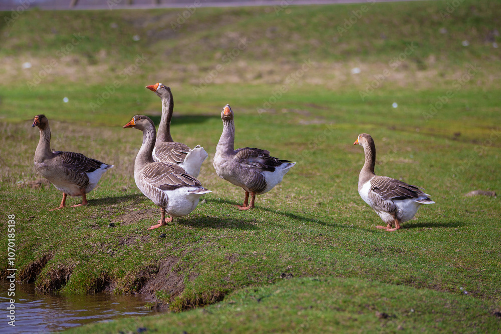 Geese graze on a green meadow. A flock of domestic geese walks one after another across the field. Geese graze on a green meadow. A flock of domestic geese walks one after another across the field.