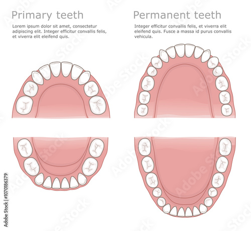 Human teeth: primary and permanent. Medical dental illustration.
