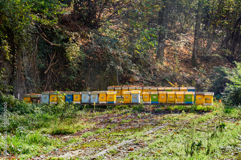 Several colorful bee hive boxes stand in two rows among still green trees and bushes. Several colorful bee hive boxes stand in two rows among still green trees and bushes.