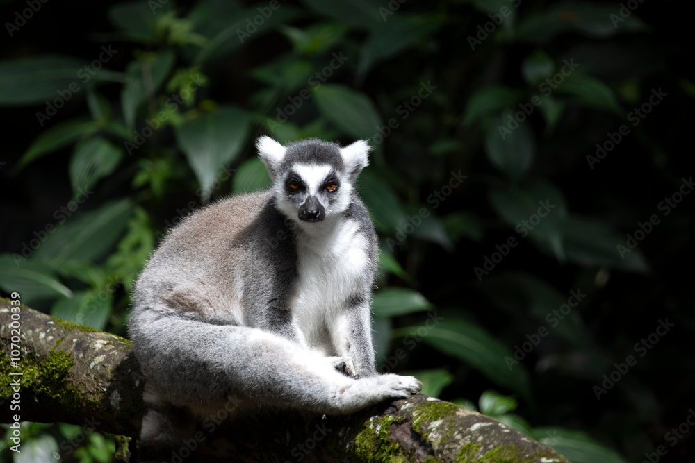 Obraz premium Ring-tailed lemur on branch, The ring-tailed lemur (Lemur catta) on tree