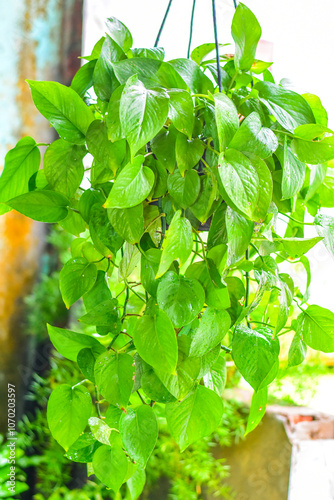 A Jiboia Verde é uma planta trepadeira de folhas verdes brilhantes e formato em coração, que pode ser cultivada tanto em vasos como em suportes photo