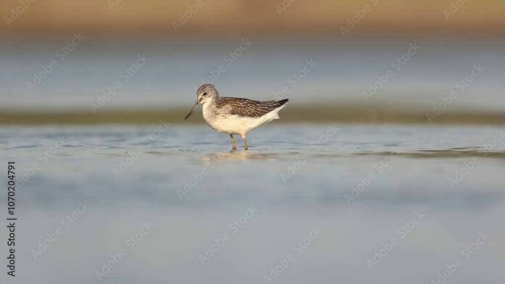 Shorebird Greenshank Tringa nebularia bird with long beak, standing in the mud, blurred background, migratory bird, summer in Poland, Europe Shorebird Greenshank Tringa nebularia bird with long beak, standing in the mud, blurred background, migratory bird, summer in Poland, Europe