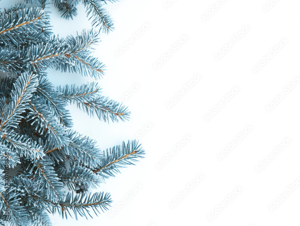 Snowy Blue Pine Branches for Christmas Design Snowy Blue Pine Branches for Christmas Design