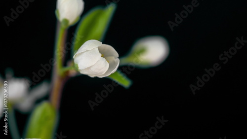 time lapse of cherry blossom opening in macro photography on black background, 4k video