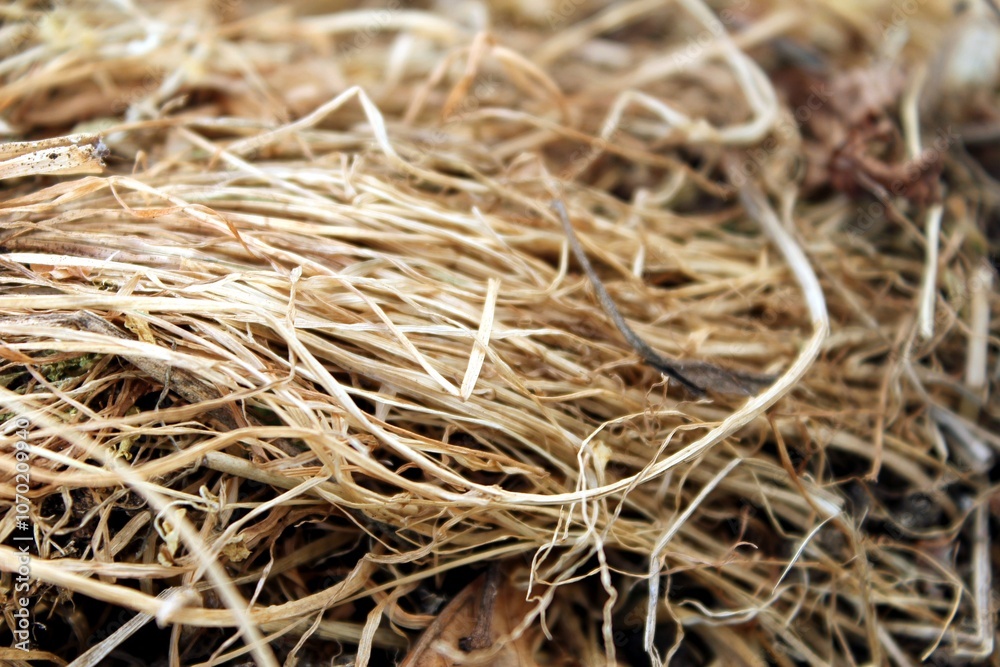 background dry grass coarsely laid flat. 