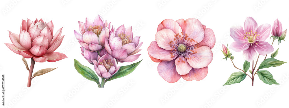 A collection of beautiful pink flowers, showcasing delicate petals and unique shapes, perfect for floral designs and illustrations.