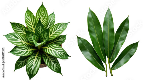 Tropical Foliage Contrast: Broad vs. Narrow Leaves for Nature-Inspired Design and Botanical Illustrations photo