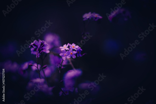 Fototapeta Naklejka Na Ścianę i Meble -  In the summer, beautiful purple forget-me-not flowers bloom at dusk. The beauty of these flowers is breathtaking.