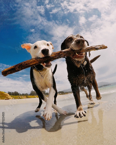 Two dogs running side by side on the beach carrying a stick in their mouths, Carmel-by-the-Sea, California, USA photo