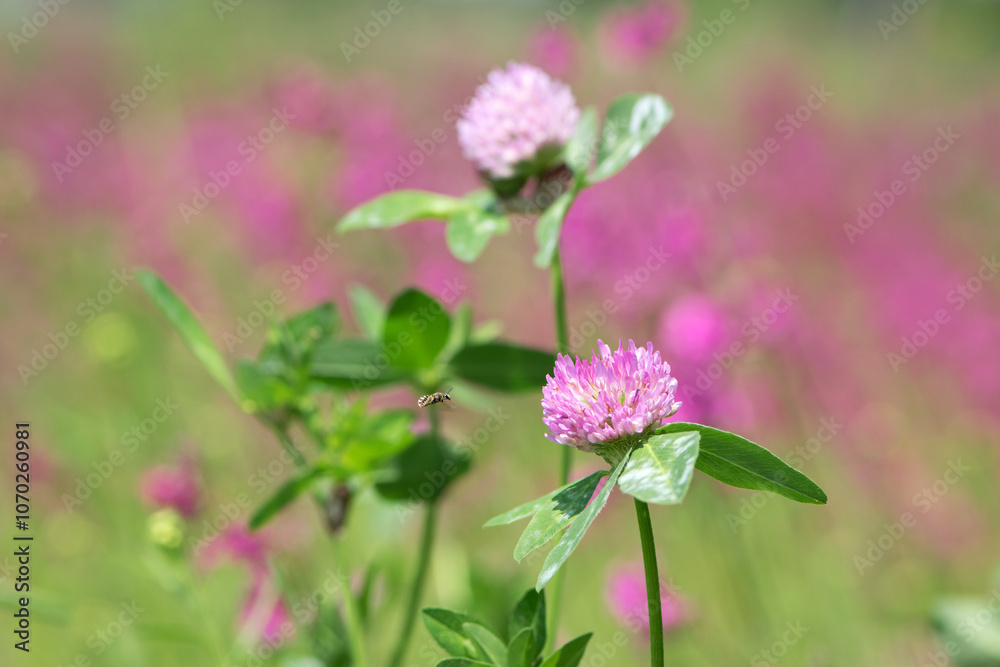 bee at work on clover flower collecting pollen. bright delicate pink clover flower, honey bee. macro nature, wild wildflower, useful insect, spring or summer sunny day, close-up. natural background bee at work on clover flower collecting pollen. bright delicate pink clover flower, honey bee. macro nature, wild wildflower, useful insect, spring or summer sunny day, close-up. natural background