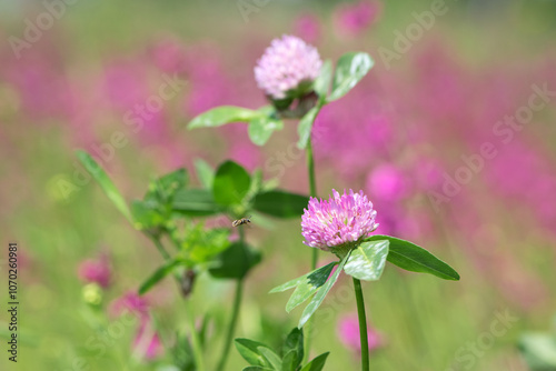 bee at work on clover flower collecting pollen. bright delicate pink clover flower, honey bee. macro nature, wild wildflower, useful insect, spring or summer sunny day, close-up. natural background