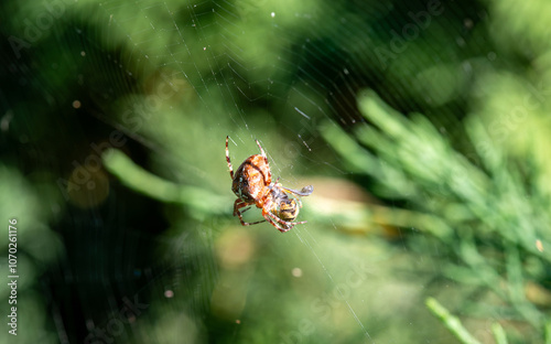 The Patient Hunter: Spider on Its Web. Nature's Geometry. Spider Web Close-up. Spider Catching Prey photo