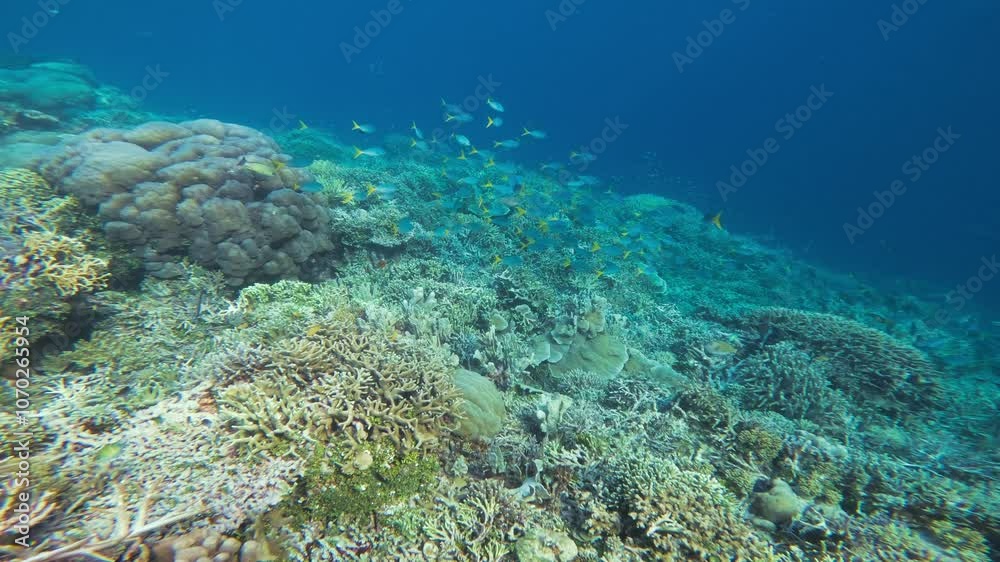 Swim into deep sea coral reef teeming with marine life, showcasing the stunning diversity of corals and fish in clear blue waters of Raja Ampat in Indonesia. Smooth Underwater Dolly shot.