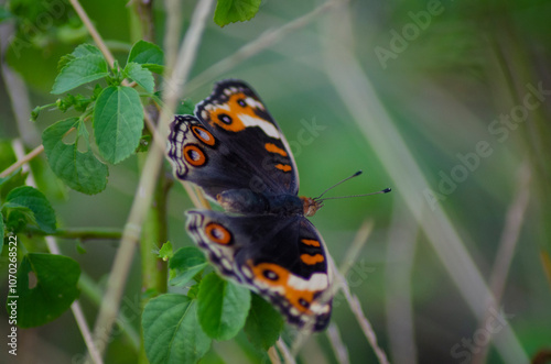 beautiful blue brown black yellow orange butterfly was flapping and perched on a leaf