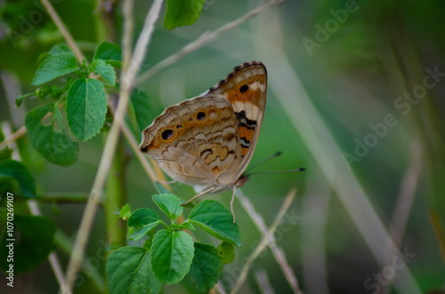beautiful blue brown black yellow orange butterfly was flapping and perched on a leaf