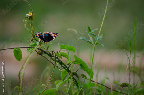 beautiful blue brown black yellow orange butterfly was flapping and perched on a leaf