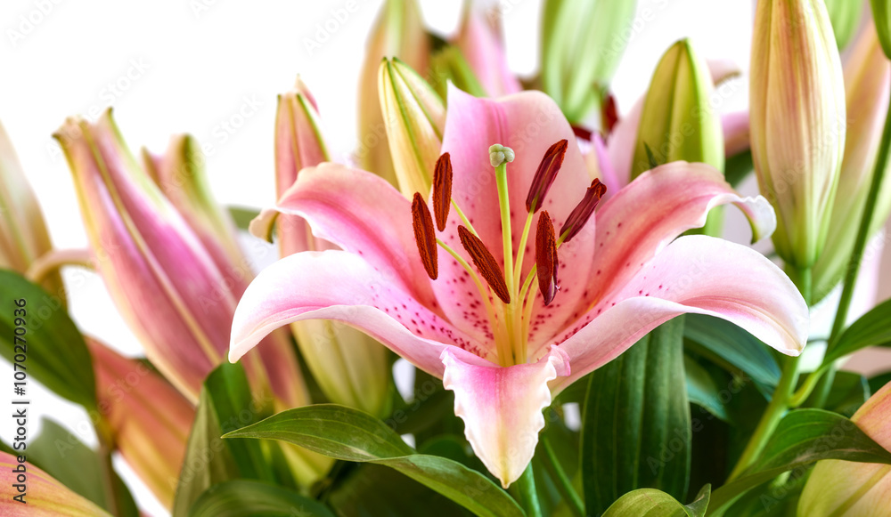 Naklejka premium Oriental lily, flower and growth of plant closeup, natural bloom and sustainability on white background. Floral petal, leaves and garden for botany, eco friendly and texture pattern for decoration